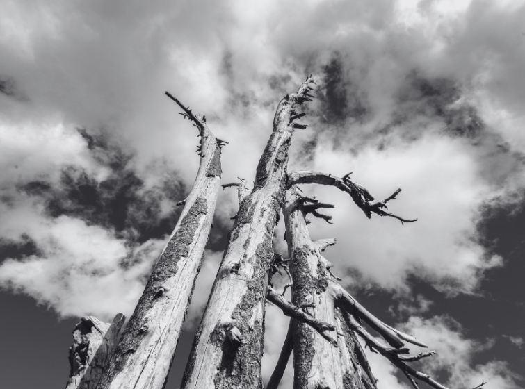 Dead, standing pine trees silhouetted against a cloudy sky after severe damage