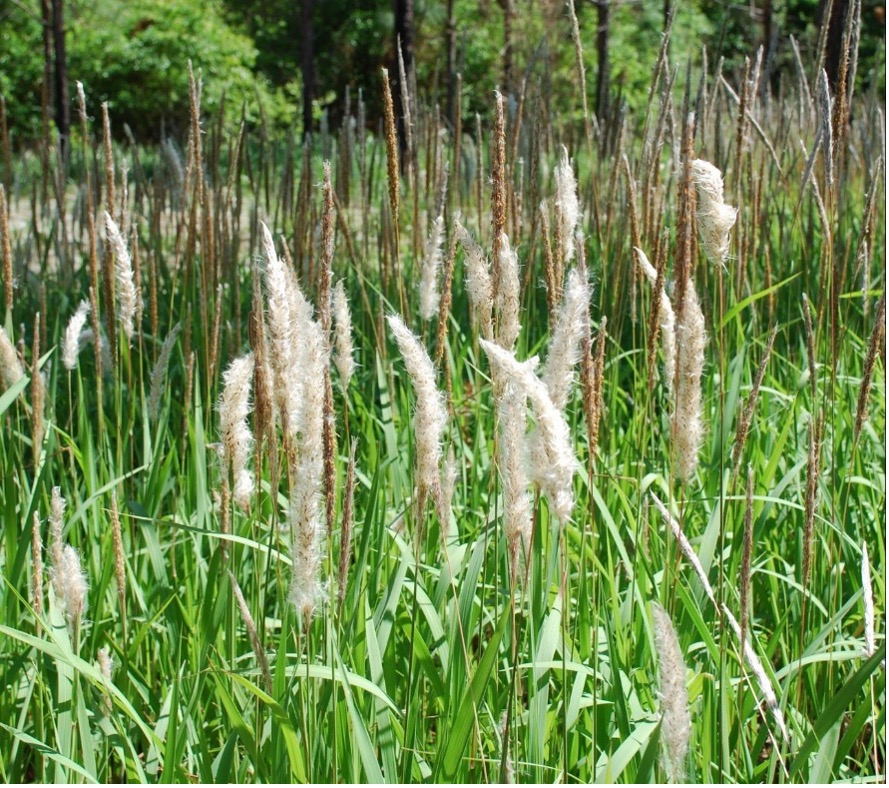 Dense stand of cogongrass with tall, white, feathery seed heads growing in a grassy area. Cogongrass is an invasive plant that spreads rapidly and increases wildfire risk in southern forests.